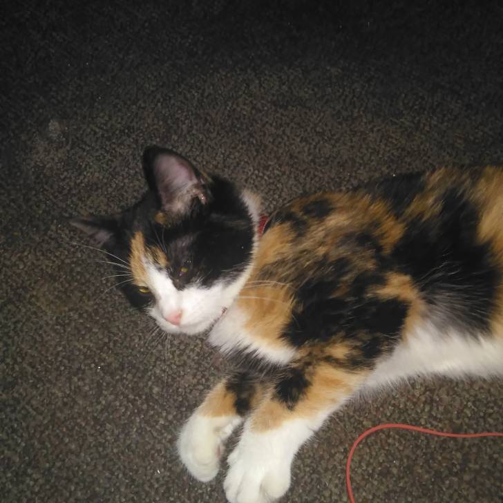 Princess - (7 mois)
