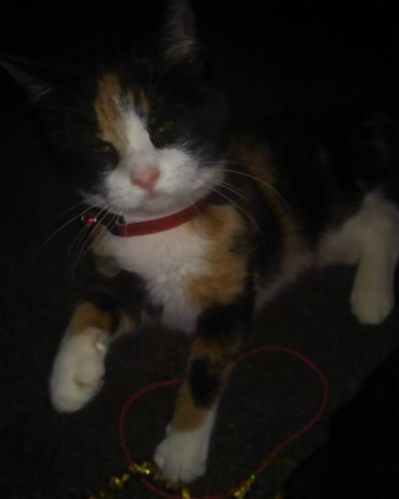 Princess - (7 mois)