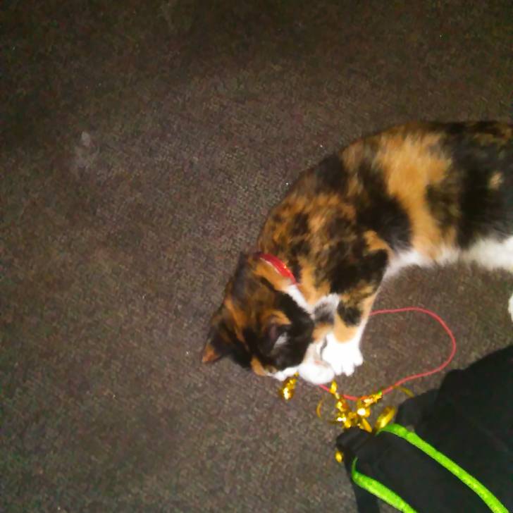 Princess - (7 mois)