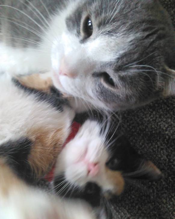 Sprinkles&Princess -