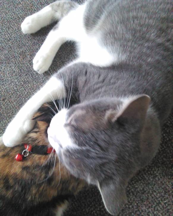 Sprinkles&Princess -