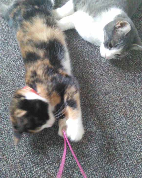 Sprinkles&Princess -