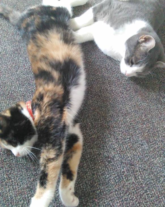 Sprinkles&Princess -