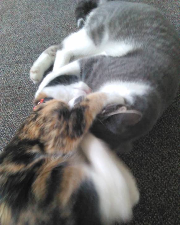 Sprinkles&Princess -