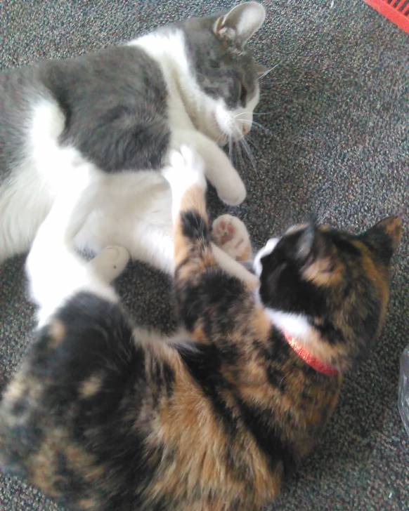 Sprinkles&Princess -
