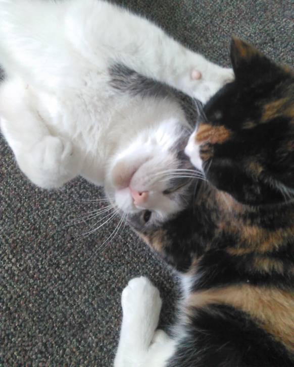 Sprinkles&Princess -