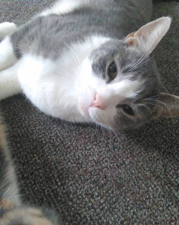 Sprinkles - Mâle (2 ans)