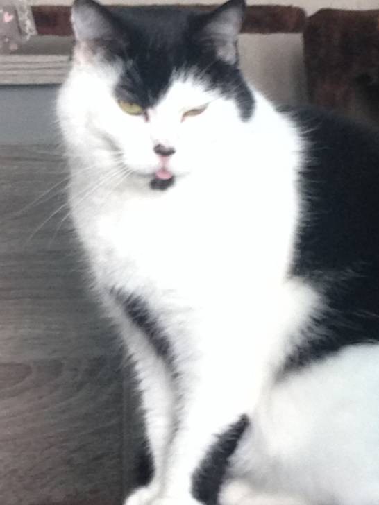 Chipie - (5 ans)