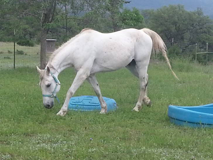 Casper - Mâle (10 ans)