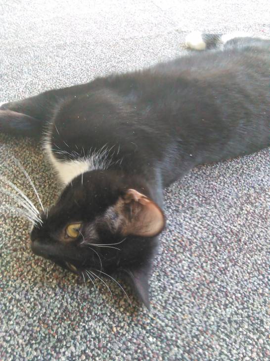 Mittens - (9 mois)