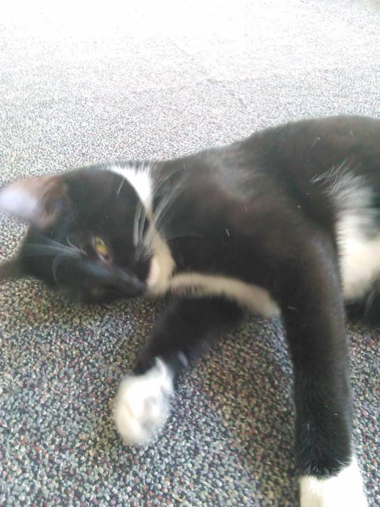 Mittens - (9 mois)