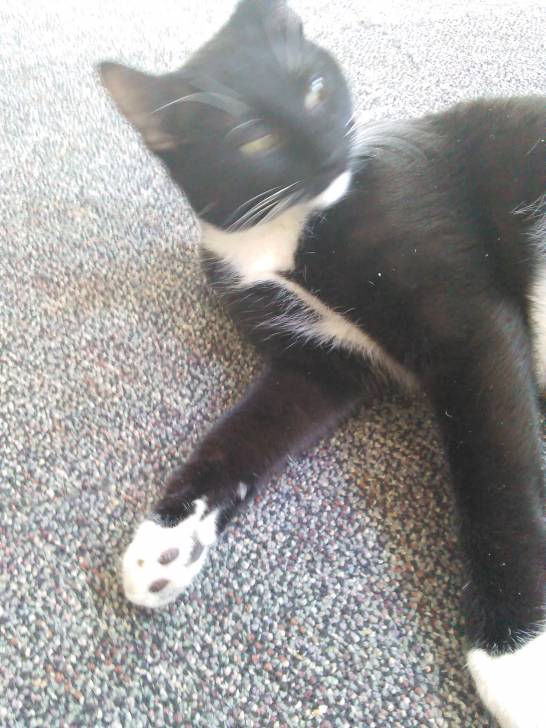 Mittens - (9 mois)