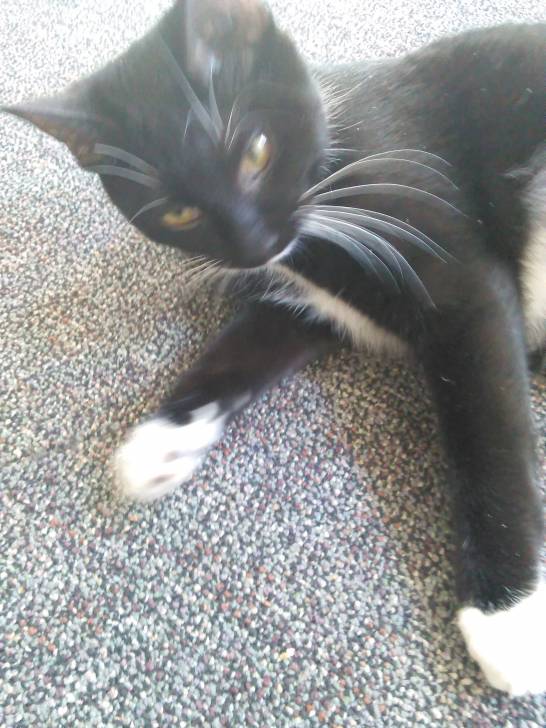 Mittens - (9 mois)