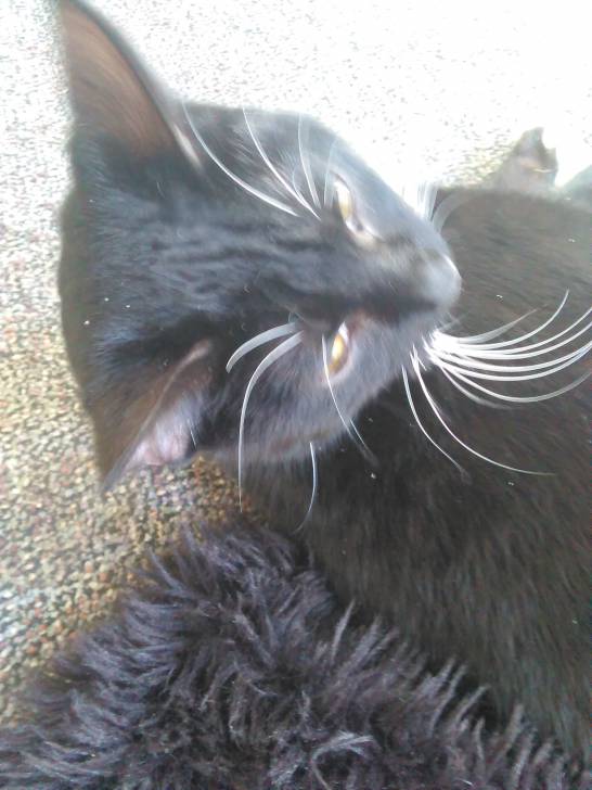 Mittens - (9 mois)