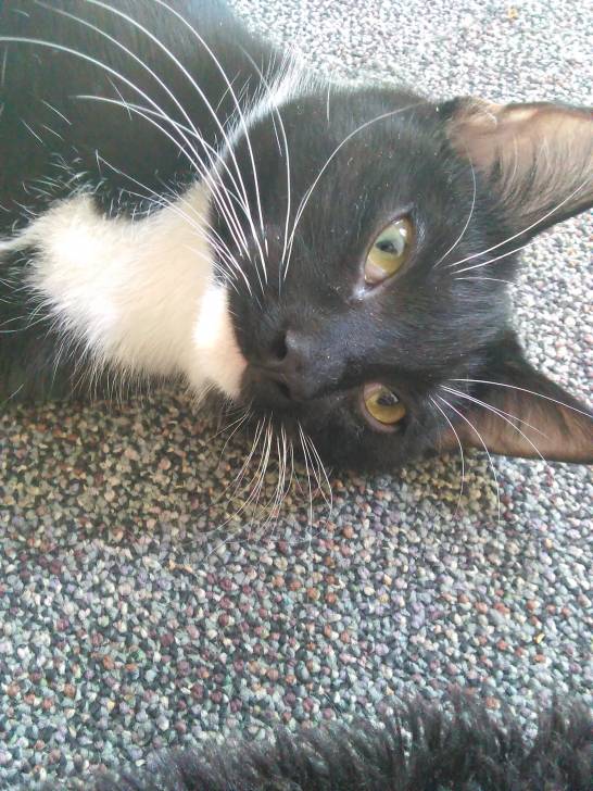 Mittens - (9 mois)