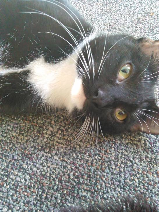 Mittens - (9 mois)