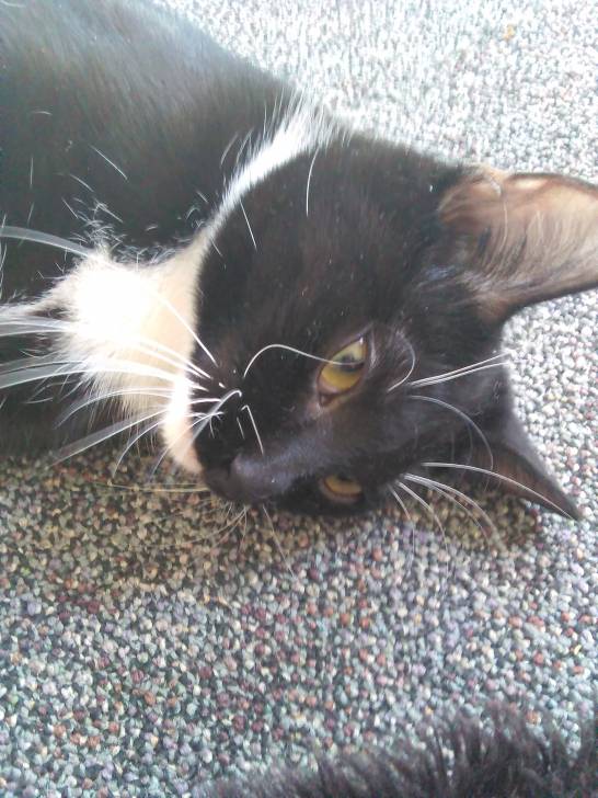 Mittens - (9 mois)