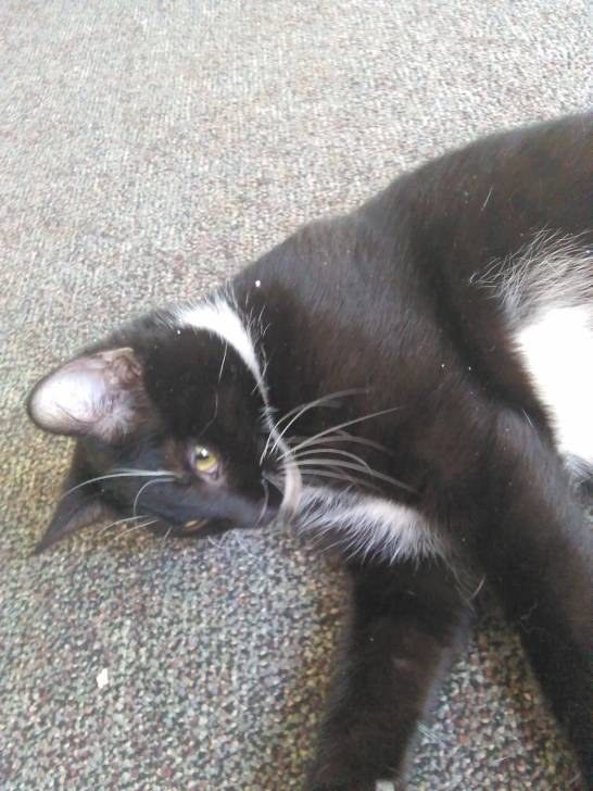 Mittens - (9 mois)