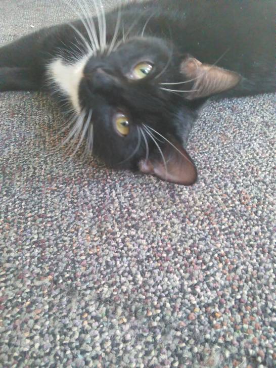 Mittens - (9 mois)