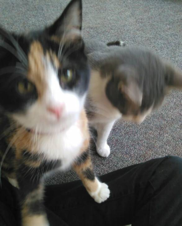 Princess and Sprinkles -