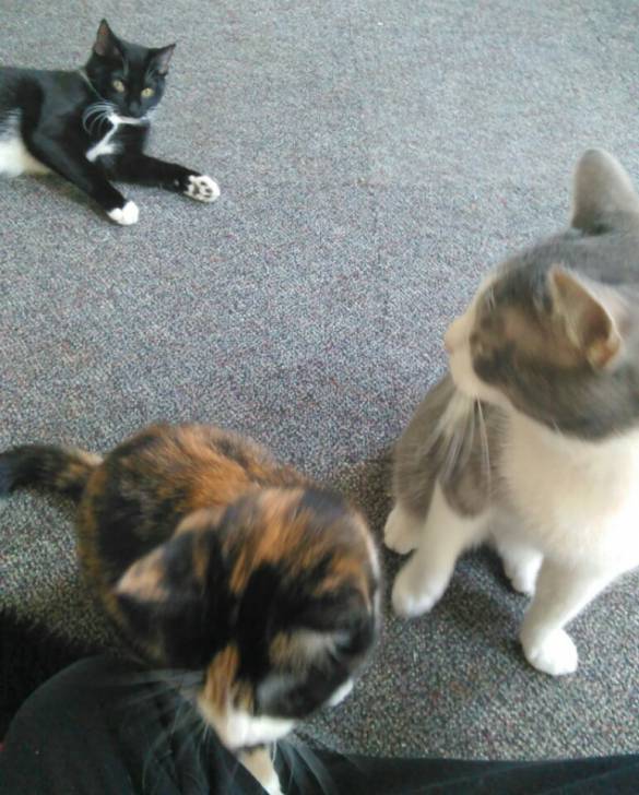 Princess&Sprinkles&Mittens -