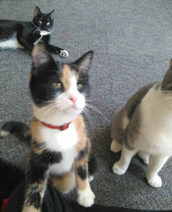 Princess&Sprinkles&Mittens -