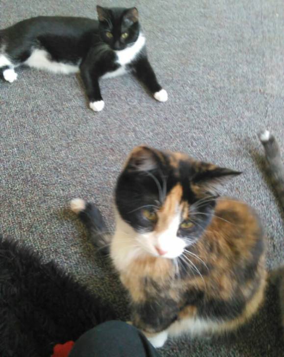 Princess&Sprinkles&Mittens -