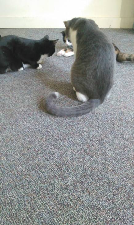 Princess&Sprinkles&Mittens -