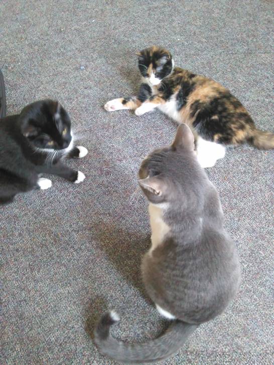 Princes&Sprinkles&Mittens -