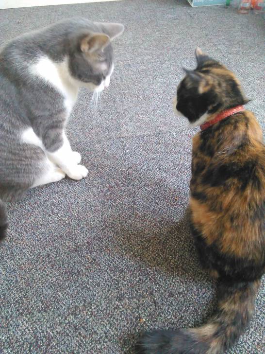 Princess and Sprinkles -
