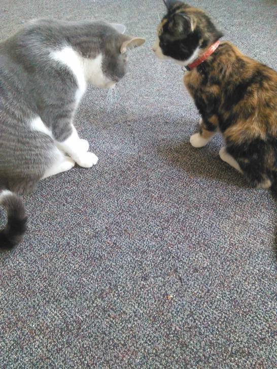 Princess and Sprinkles -
