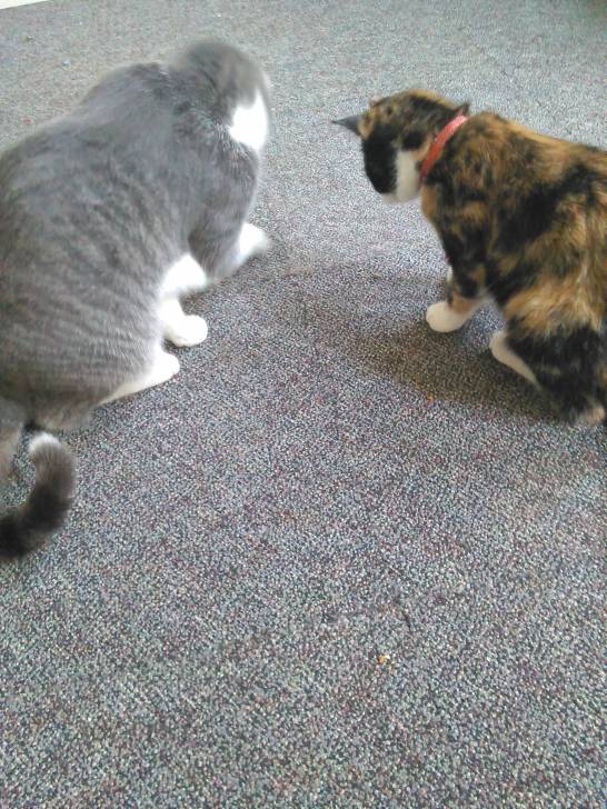 Princess and Sprinkles -