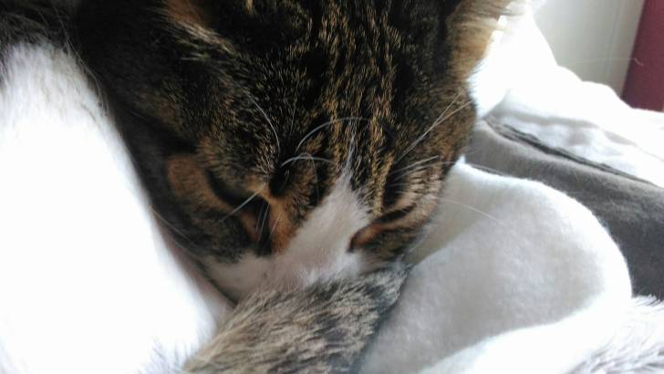 Clochette - (4 ans)