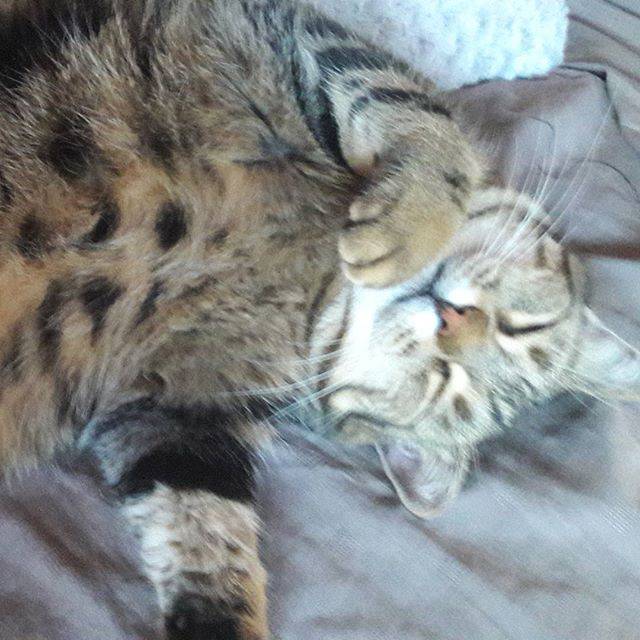 Noisette - (9 ans)