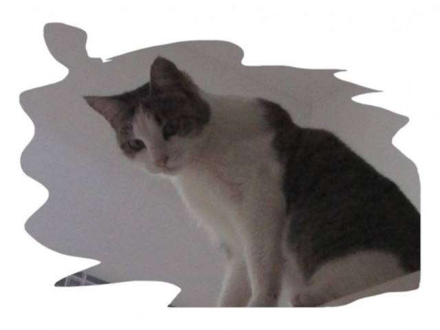 Mon Chat - (2 ans)