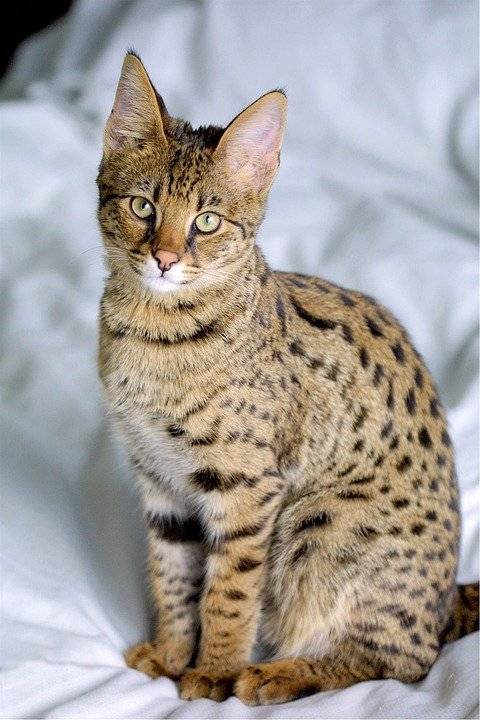 Savannah -