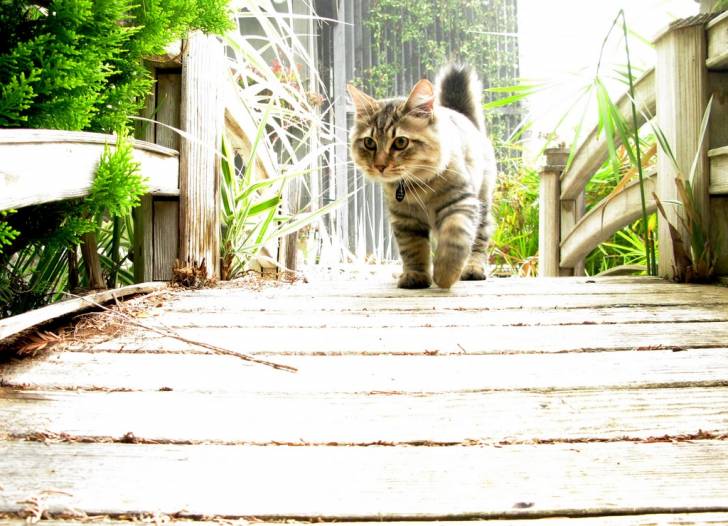 American bobtail -