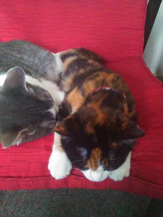 Sprinkles and Princess -