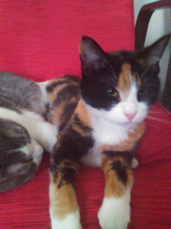 Sprinkles and Princess -