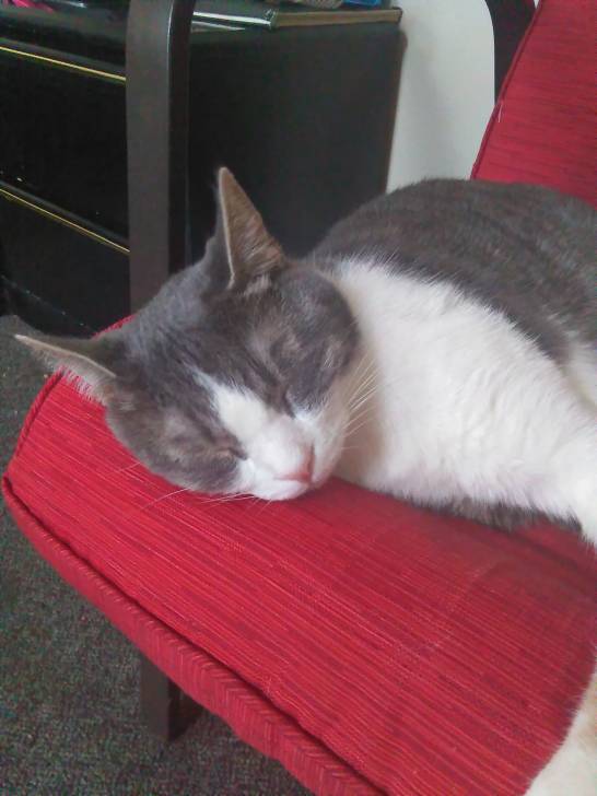Sprinkles - Mâle (2 ans)