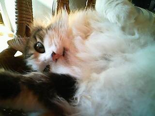 Gizma - (2 ans)