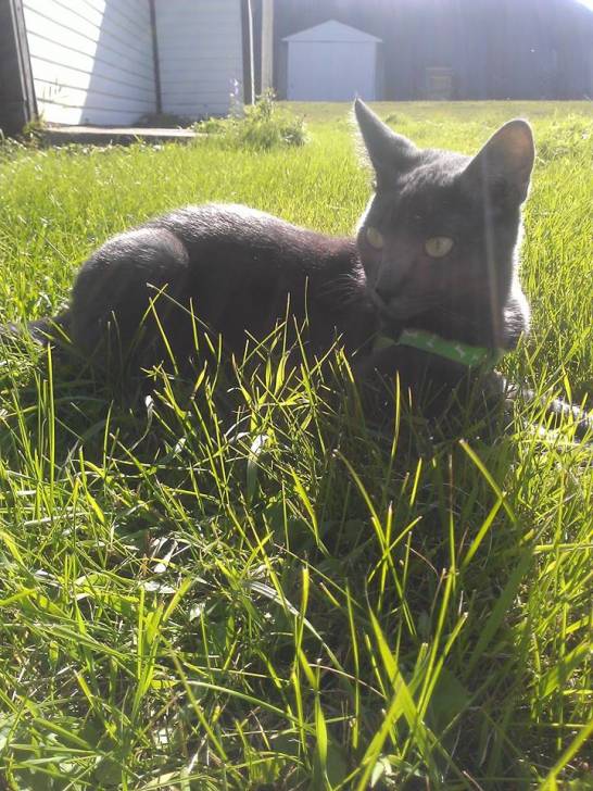 Kitty - (2 ans)