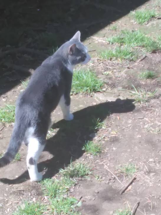 Sprinkles - Mâle (2 ans)