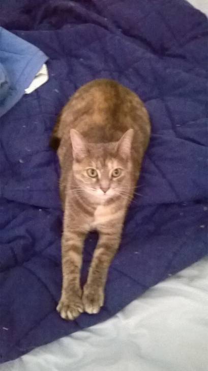Nala - (2 ans)