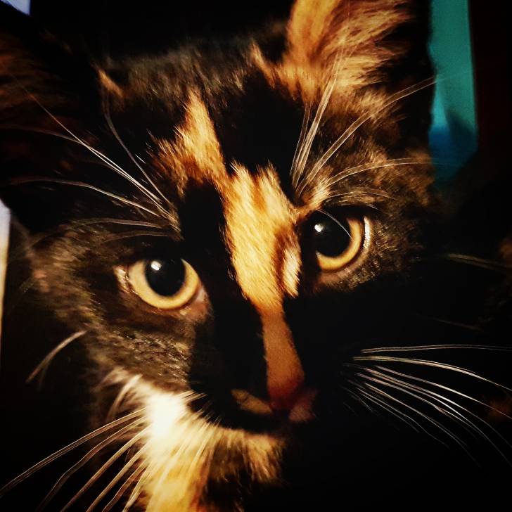 smudge - (3 mois)