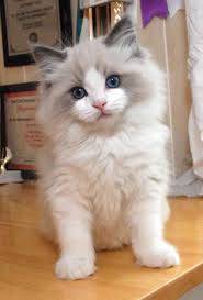 misha - (8 mois)