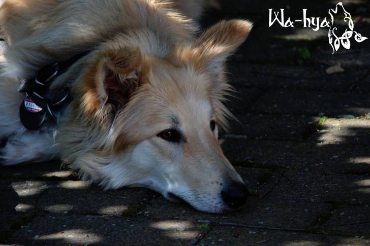 Schäferhund-Mix - Mâle (2 ans)