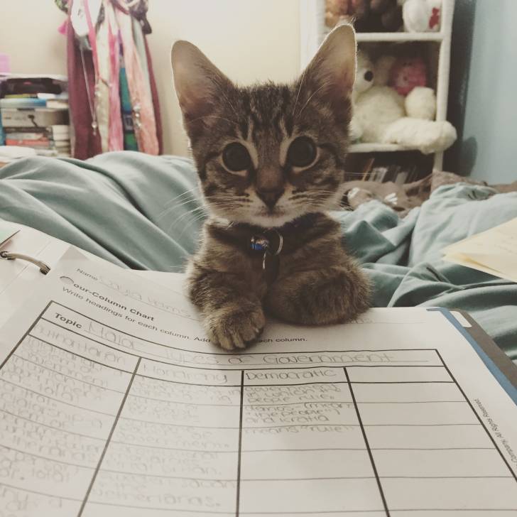 Leo - Mâle (3 mois)