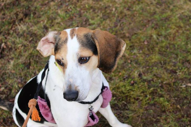 Truffe - (5 ans)