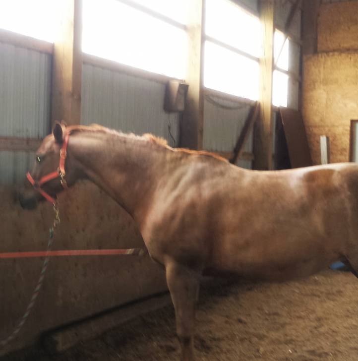 liberty - (3 ans)